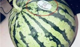 湖北网红吃瓜,揭秘网络热点的背后故事